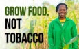 Ngày Thế giới không thuốc lá: Trồng cây lương thực không trồng thuốc lá